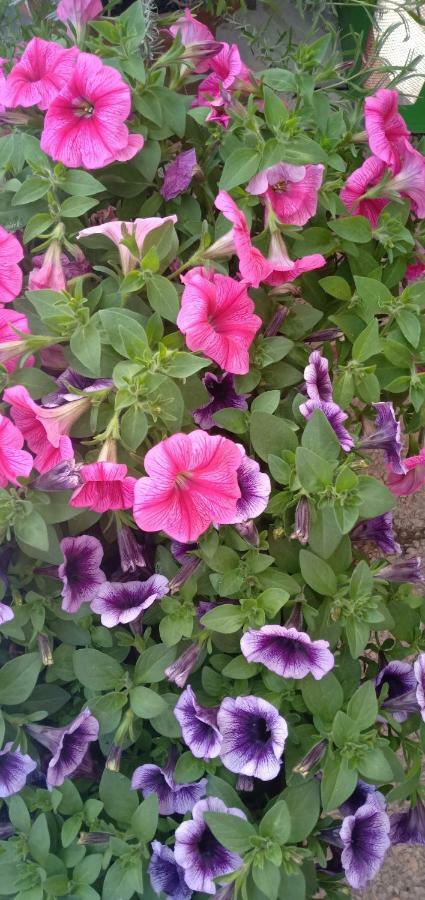 Adria Bella Locazione Turistica Bed & Breakfast エクステリア 写真